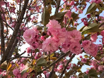 ☆どの桜が好きですか☆